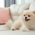 思ってたのと違う…犬…