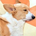 『やけに子犬が静か…