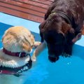 プールに落ちてしま…