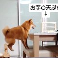 お芋の天ぷらをテー…