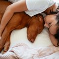 愛犬と一緒に寝るの…