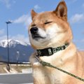 愛犬との距離をもっ…