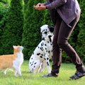 愛犬が嫉妬する５つ…