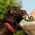 犬は飼い主の好みを…