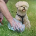 犬のウンチにおける…