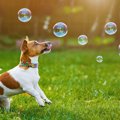 正反対の犬種の2頭飼…