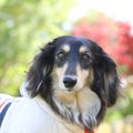 垂れ耳の犬種4選！そ…