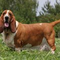 短足犬はヘルニアに…