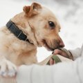 犬が初対面の人の『…