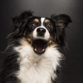 犬がビックリする人…
