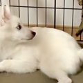 犬を預かったら、家…