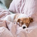 犬と人は一緒に寝て…