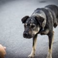 犬が自信を失ってい…