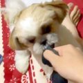 子犬との『引っ張り…