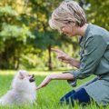 犬のしつけははっき…