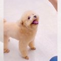 犬に『おすわり』を…