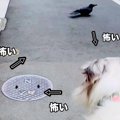 お散歩中の犬がネズ…