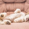犬だって嫌なことが…