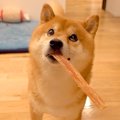 犬が寝る時『パパの…