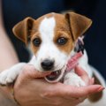 犬が飼い主を噛んで…