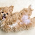犬が飼い主の前で『…