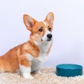 犬が「ご飯食べたい…