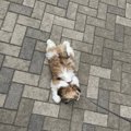 初めてのお散歩！シ…