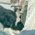 犬たちの留守番中に…