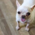 犬が飼い主のことを…