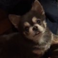 チワワによるタヌキ…