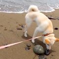 車に乗り『初めての…