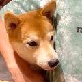 父ちゃんと犬が習得…