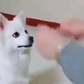 え⁉ワンちゃんも驚愕…