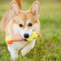 犬をより幸せにさせ…