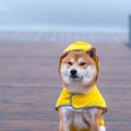 犬に『レインコート…