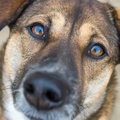 犬が飼い主に『期待…