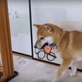 飼い主さんの顔に異…