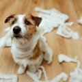 犬の『分離不安』を…
