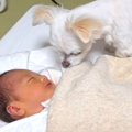 赤ちゃんと犬が『初…