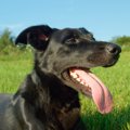 犬の『呼吸が早い』…