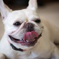 犬にやってはいけな…