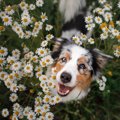 犬が幸せや喜びを表…