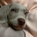 飼い主の隣で寝転が…