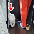 息子の部屋に犬が連…