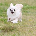 子犬が外を怖がる理…