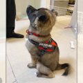 なんだこの可愛い生…