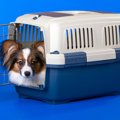 犬が地震前にする『…