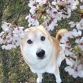 犬とお花見に行くと…
