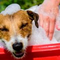 犬を炭酸泉に入れる…
