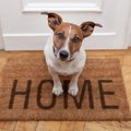 愛犬がお留守番でき…
